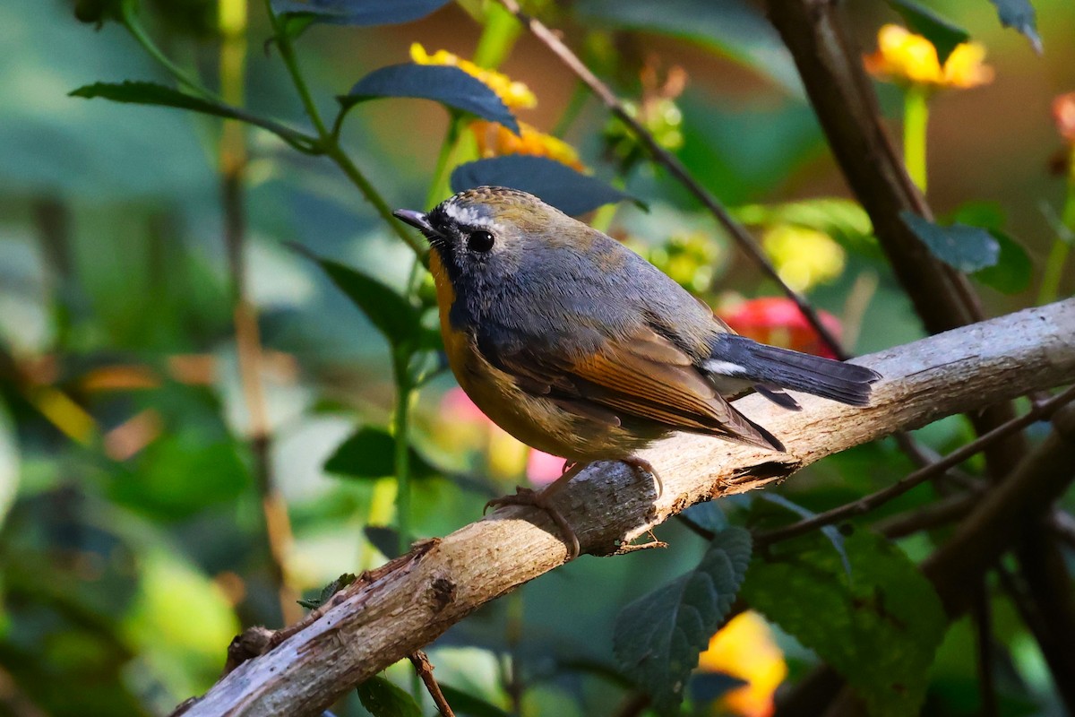 Snowy-browed Flycatcher - ML638220414