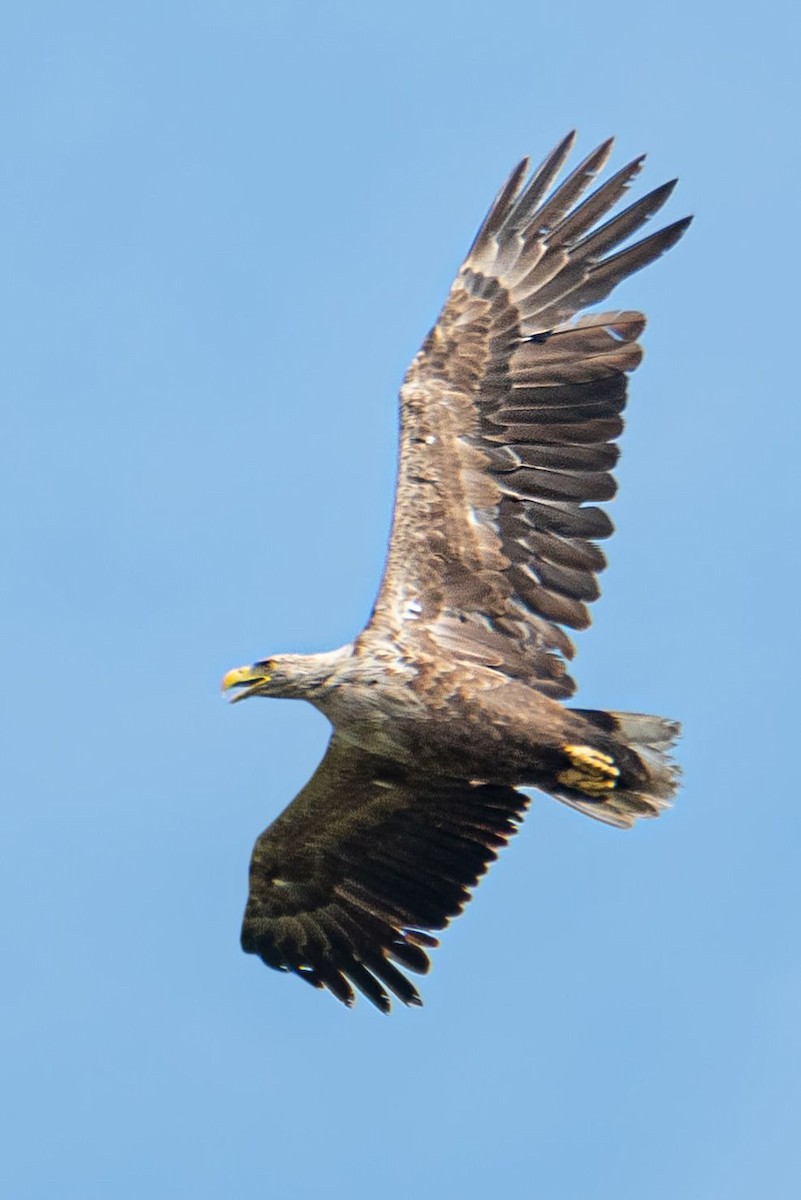 White-tailed Eagle - ML638220417
