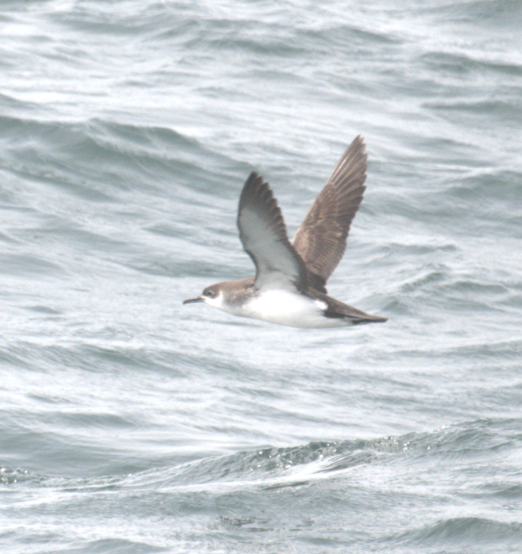 Manx Shearwater - ML638220423