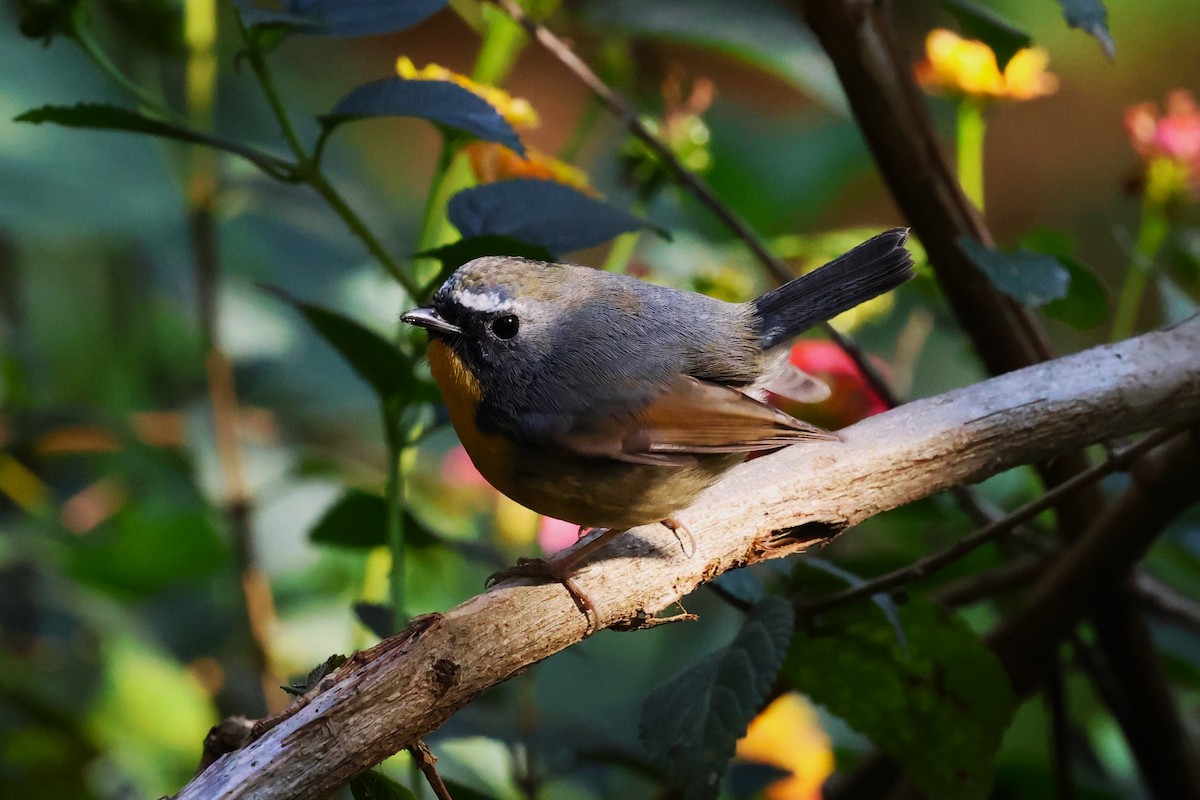Snowy-browed Flycatcher - ML638220426