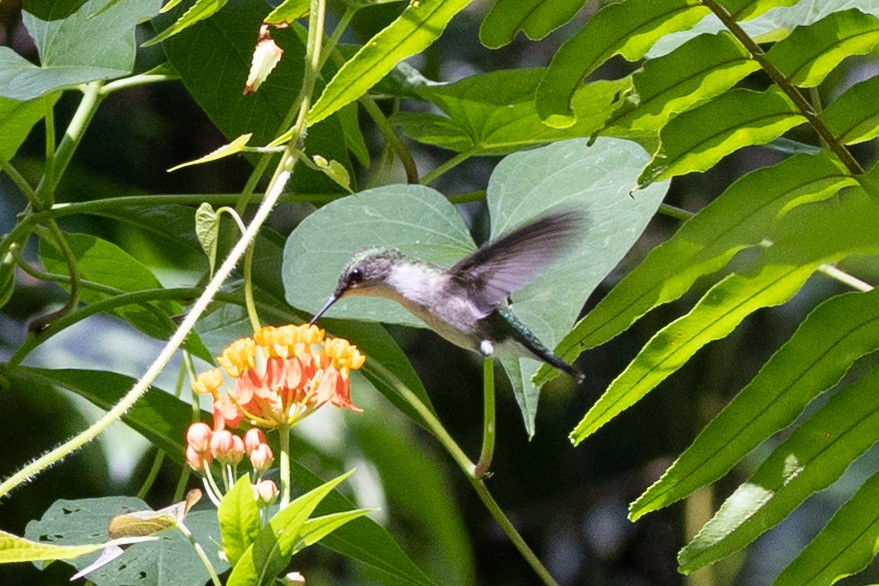 Colibrí Zumbadorcito - ML638220428