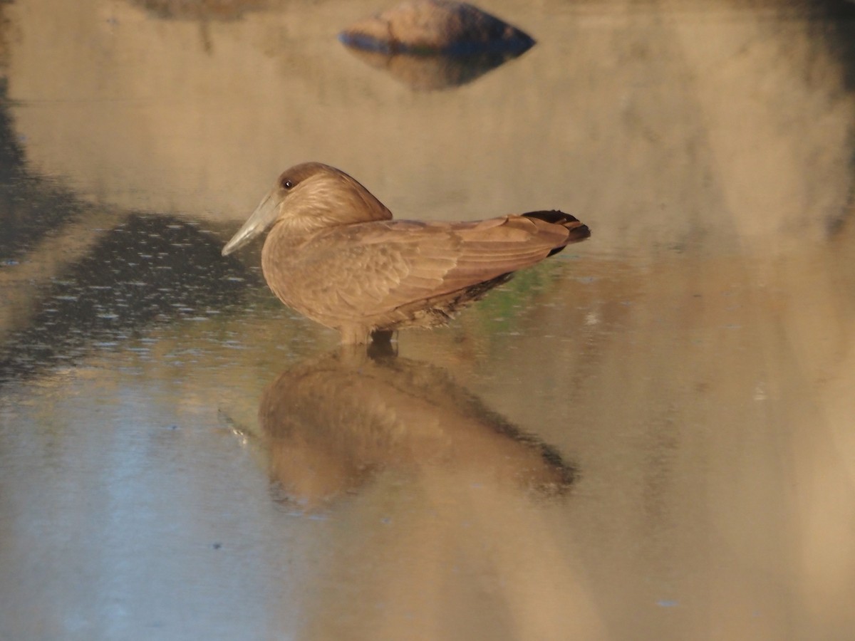 Hamerkop - ML638220429