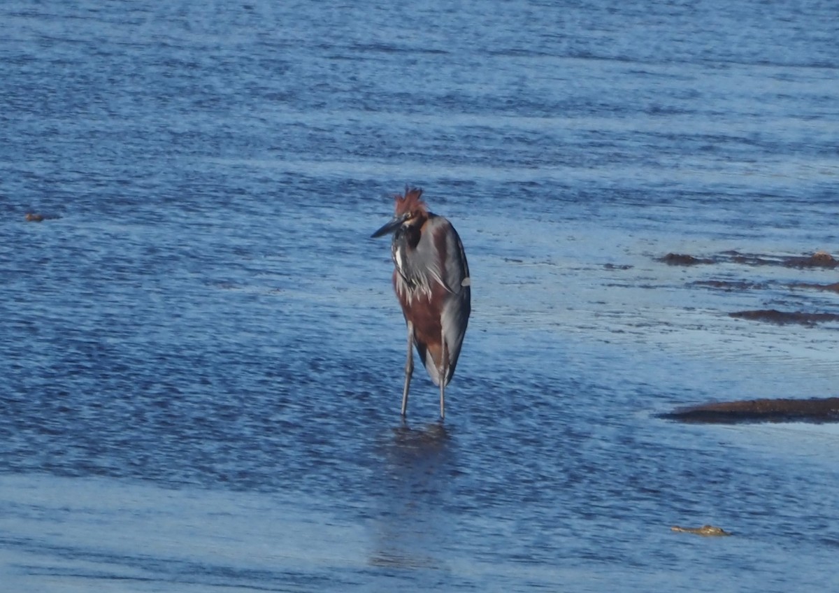Goliath Heron - ML638220432