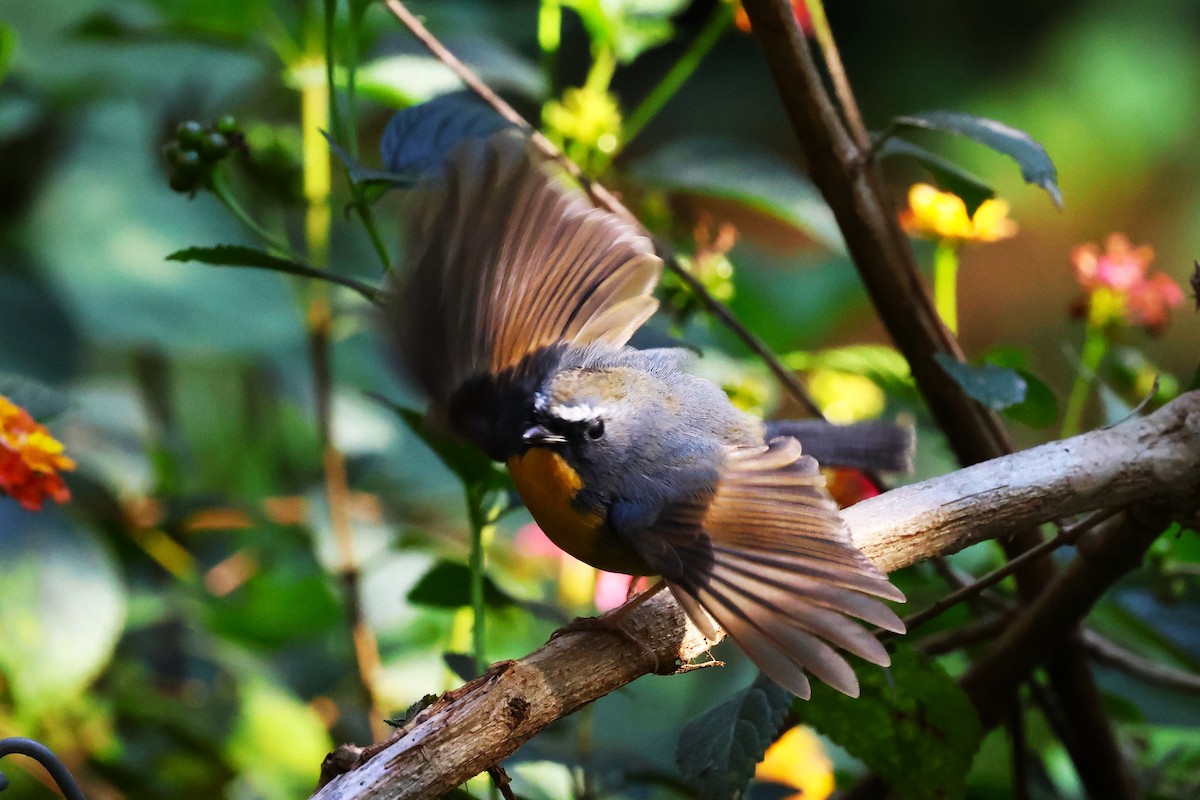 Snowy-browed Flycatcher - ML638220435