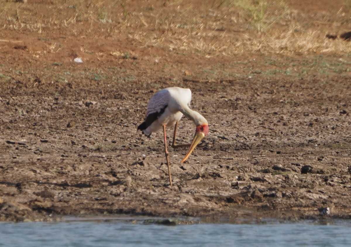Yellow-billed Stork - ML638220436