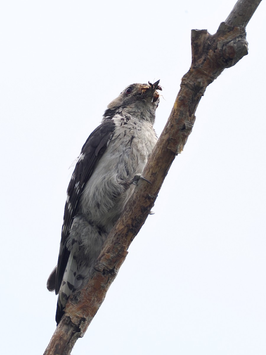 Lesser Spotted Woodpecker - ML638220438