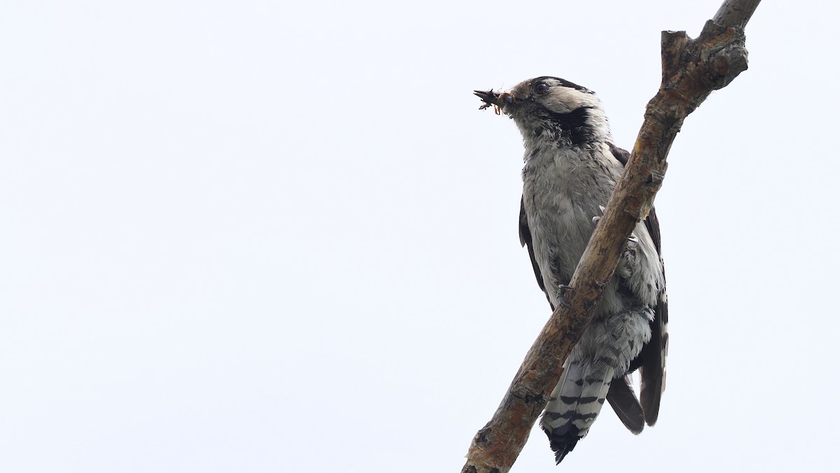 Lesser Spotted Woodpecker - ML638220439