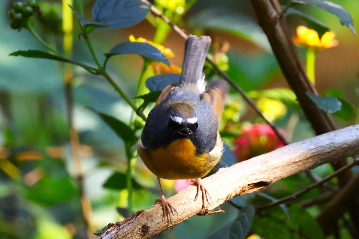 Snowy-browed Flycatcher - ML638220442