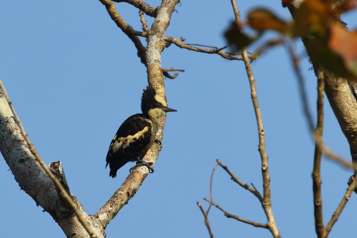 Heart-spotted Woodpecker - ML638220450