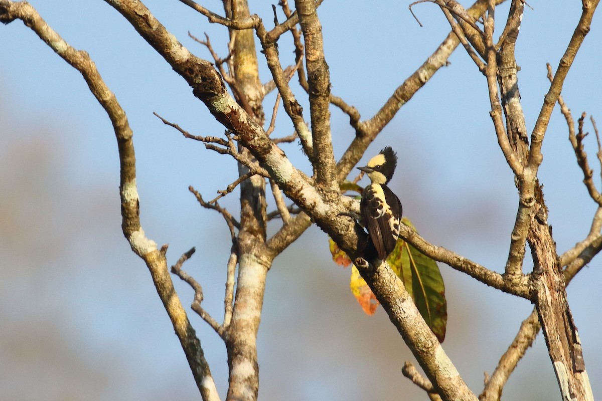 Heart-spotted Woodpecker - ML638220451