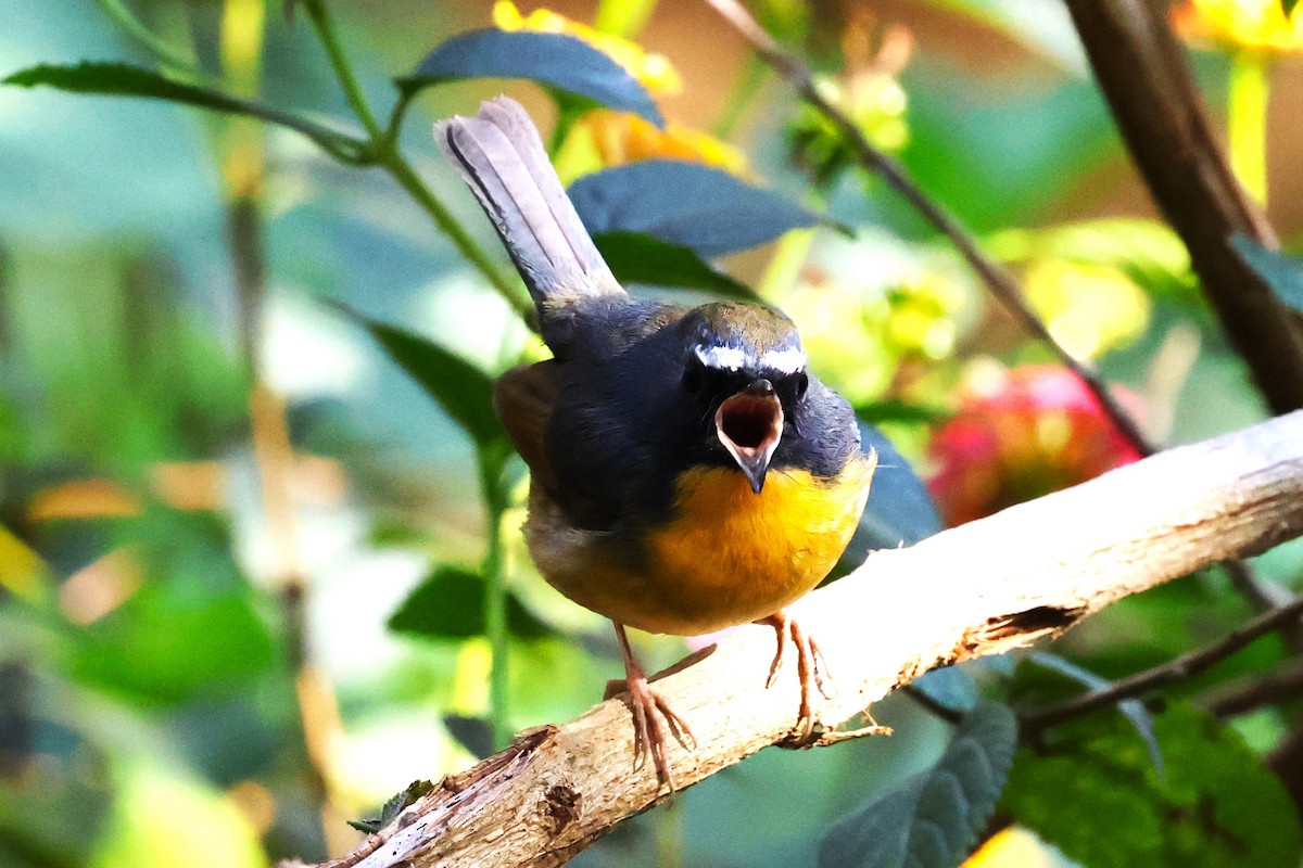 Snowy-browed Flycatcher - ML638220456