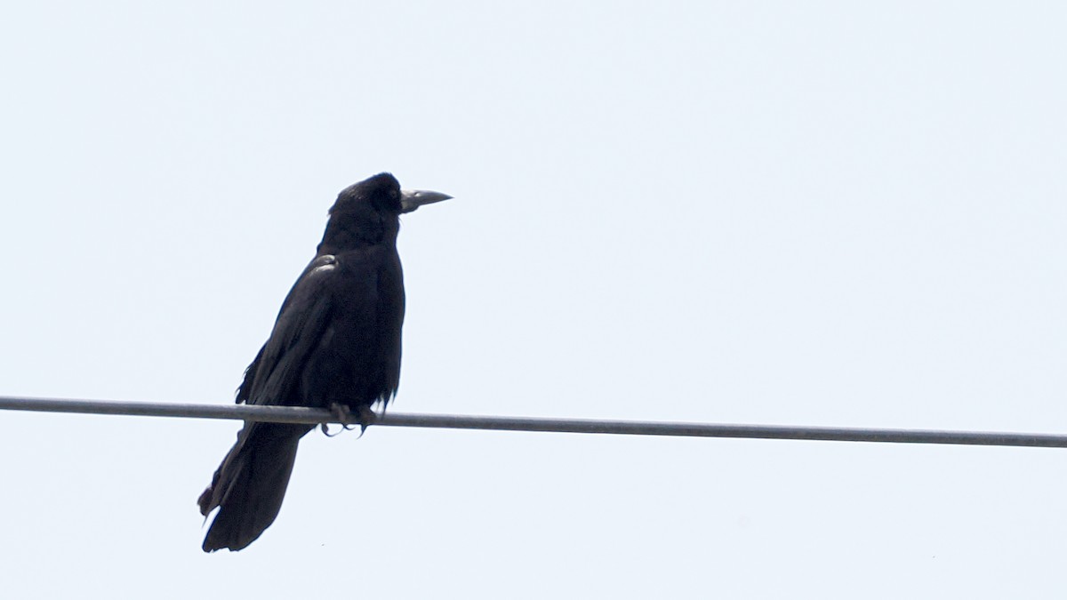 Rook - ML638220457