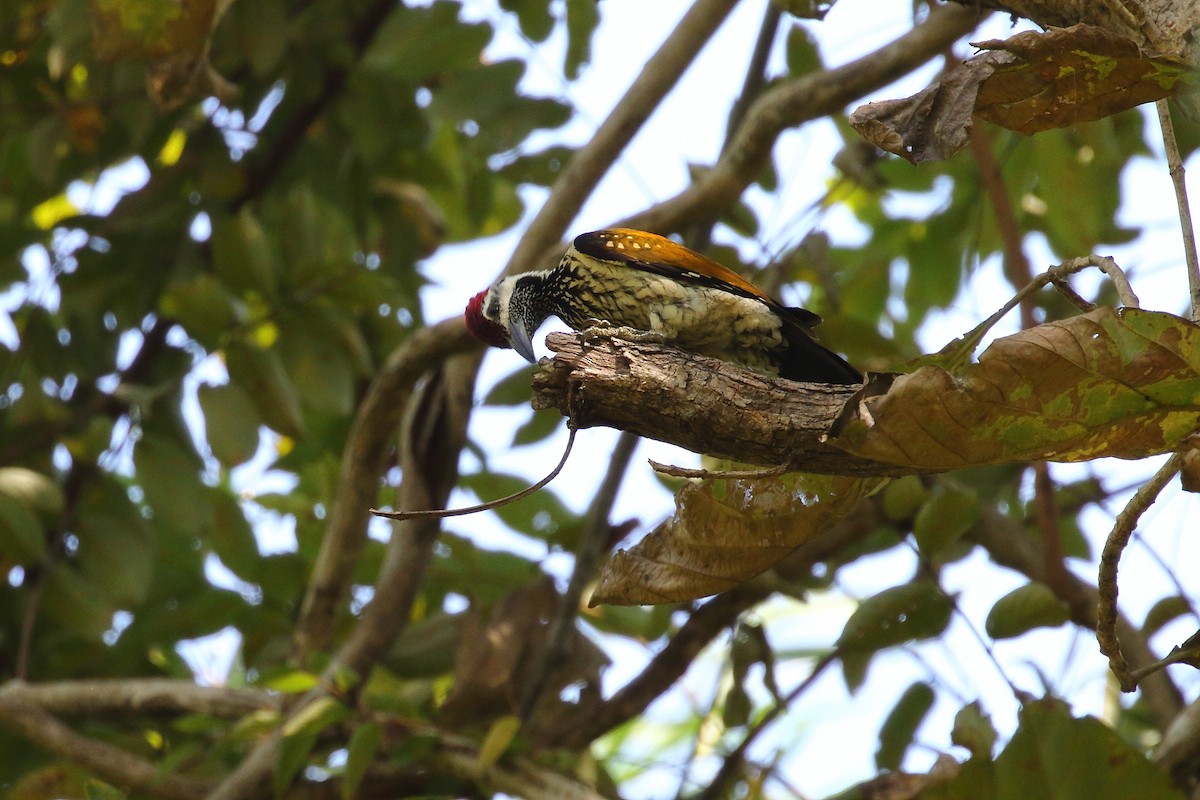 Black-rumped Flameback - ML638220464