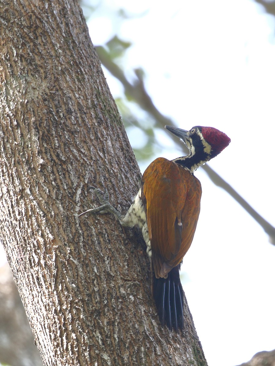 Malabar Flameback - ML638220465