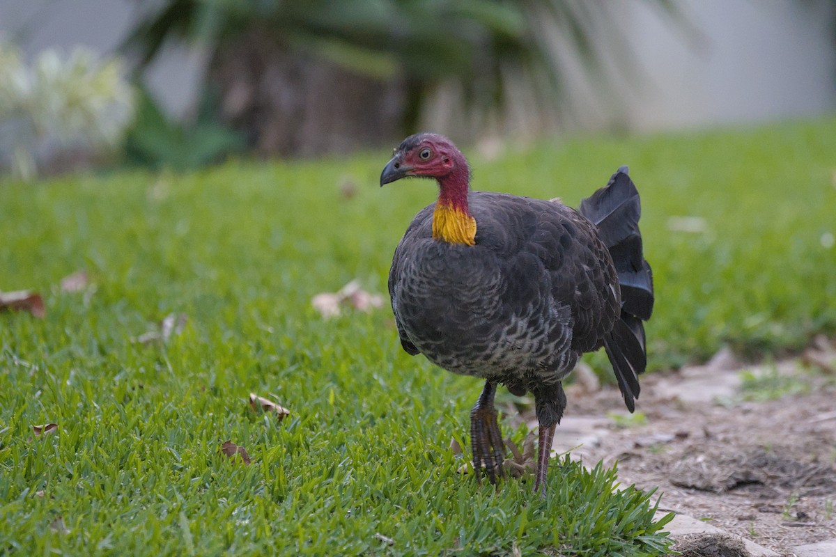 Australian Brushturkey - ML638220481