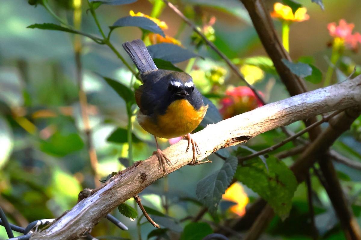 Snowy-browed Flycatcher - ML638220492