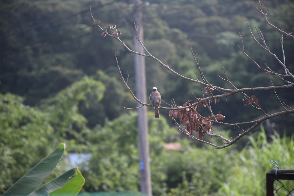 Light-vented Bulbul - ML638220499