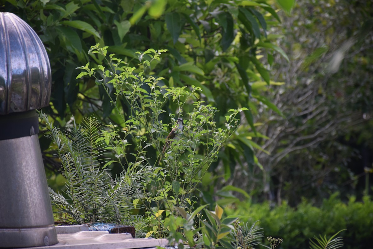 Light-vented Bulbul - ML638220500