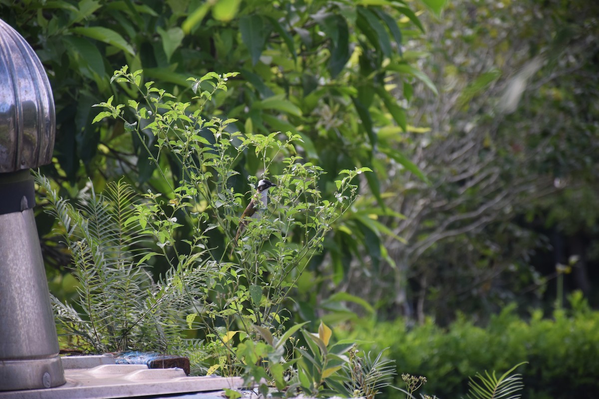 Light-vented Bulbul - ML638220501