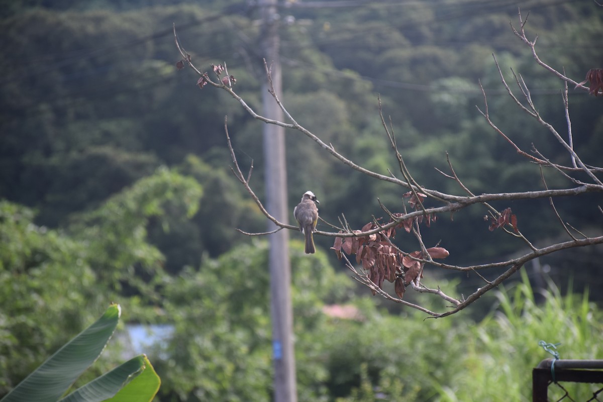 Light-vented Bulbul - ML638220503