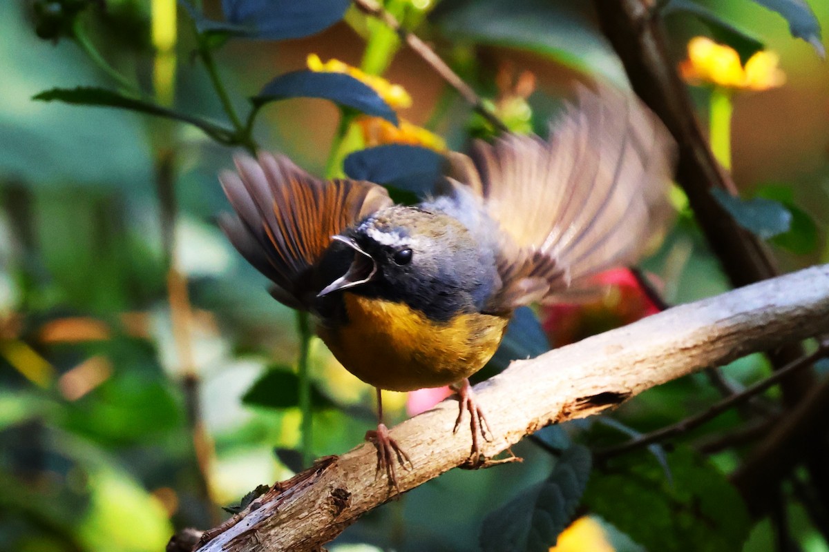 Snowy-browed Flycatcher - ML638220511