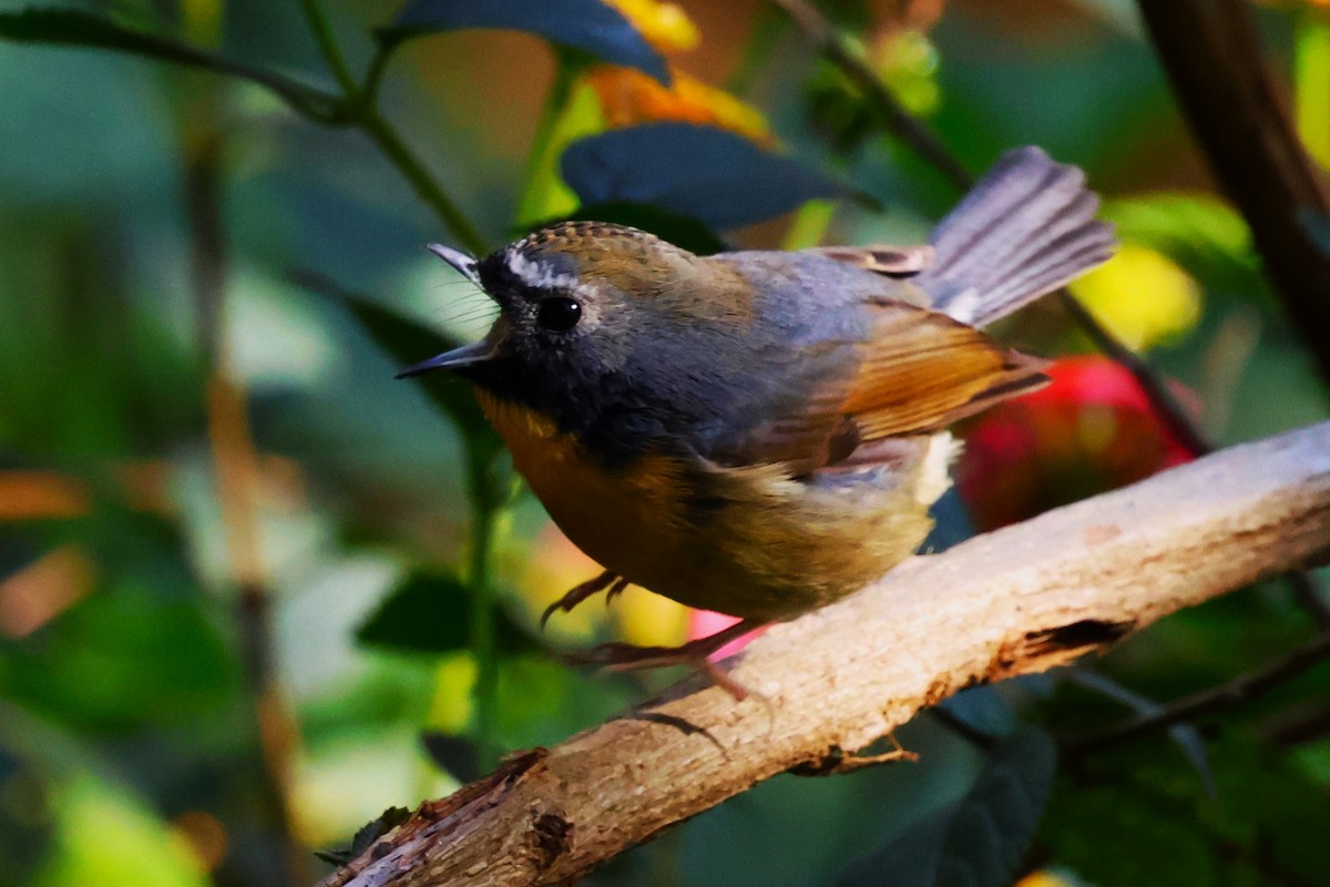 Snowy-browed Flycatcher - ML638220512