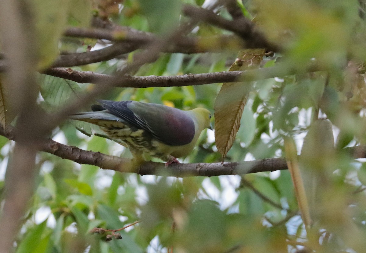 Wedge-tailed Green-Pigeon - ML638220523