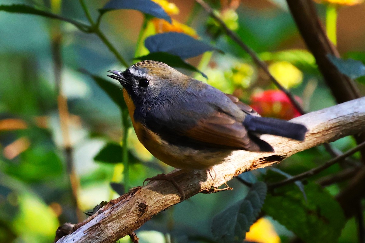 Snowy-browed Flycatcher - ML638220525