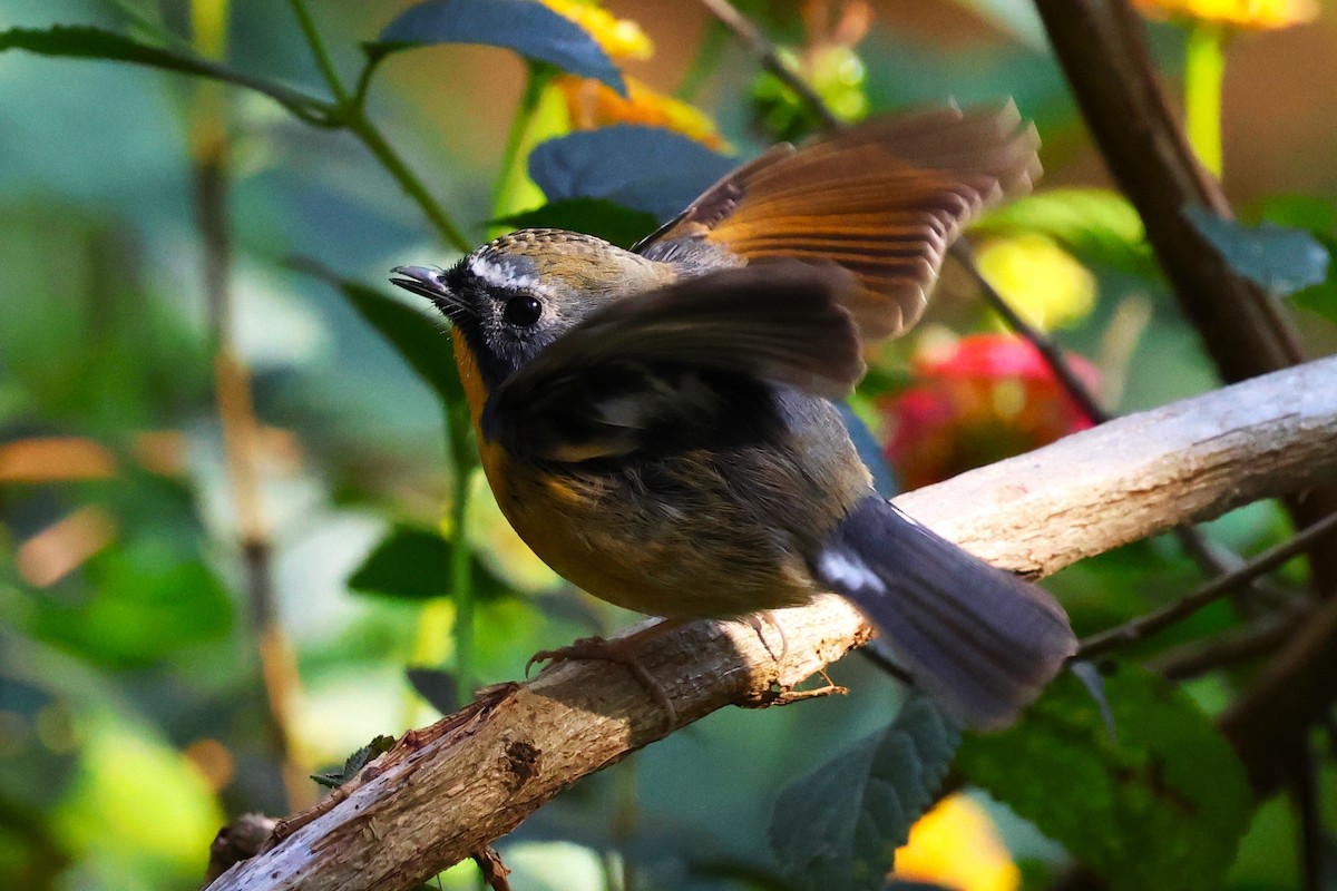 Snowy-browed Flycatcher - ML638220526