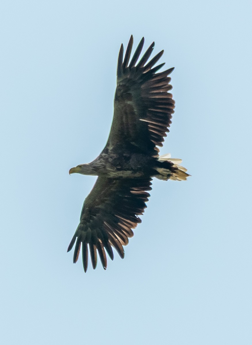 White-tailed Eagle - ML638220527