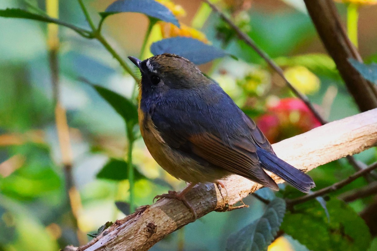Snowy-browed Flycatcher - ML638220537