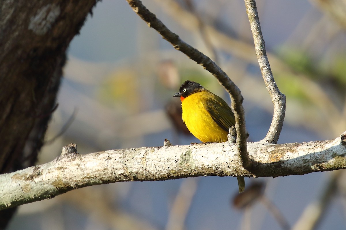 Flame-throated Bulbul - ML638220540