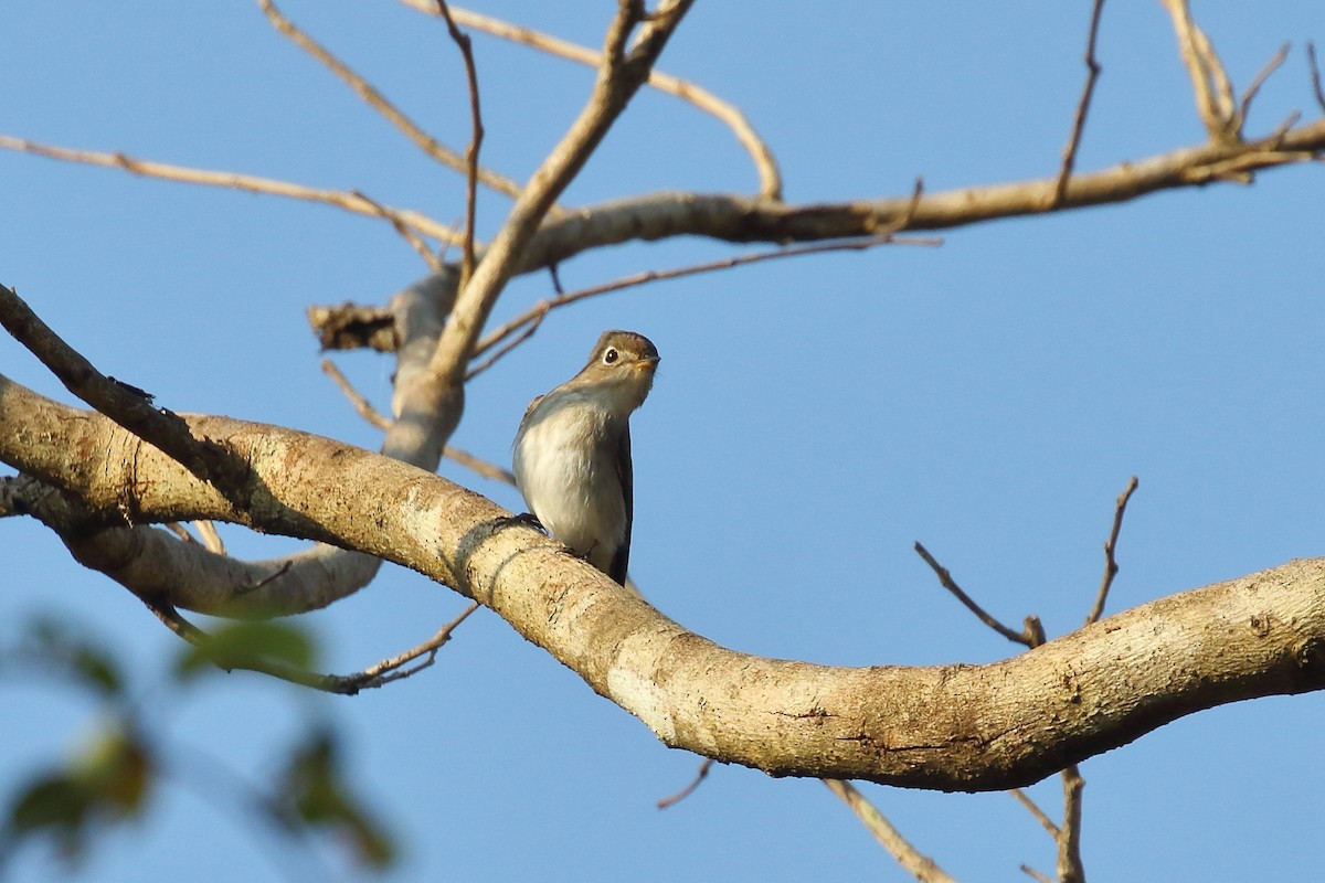 Asian Brown Flycatcher - ML638220543