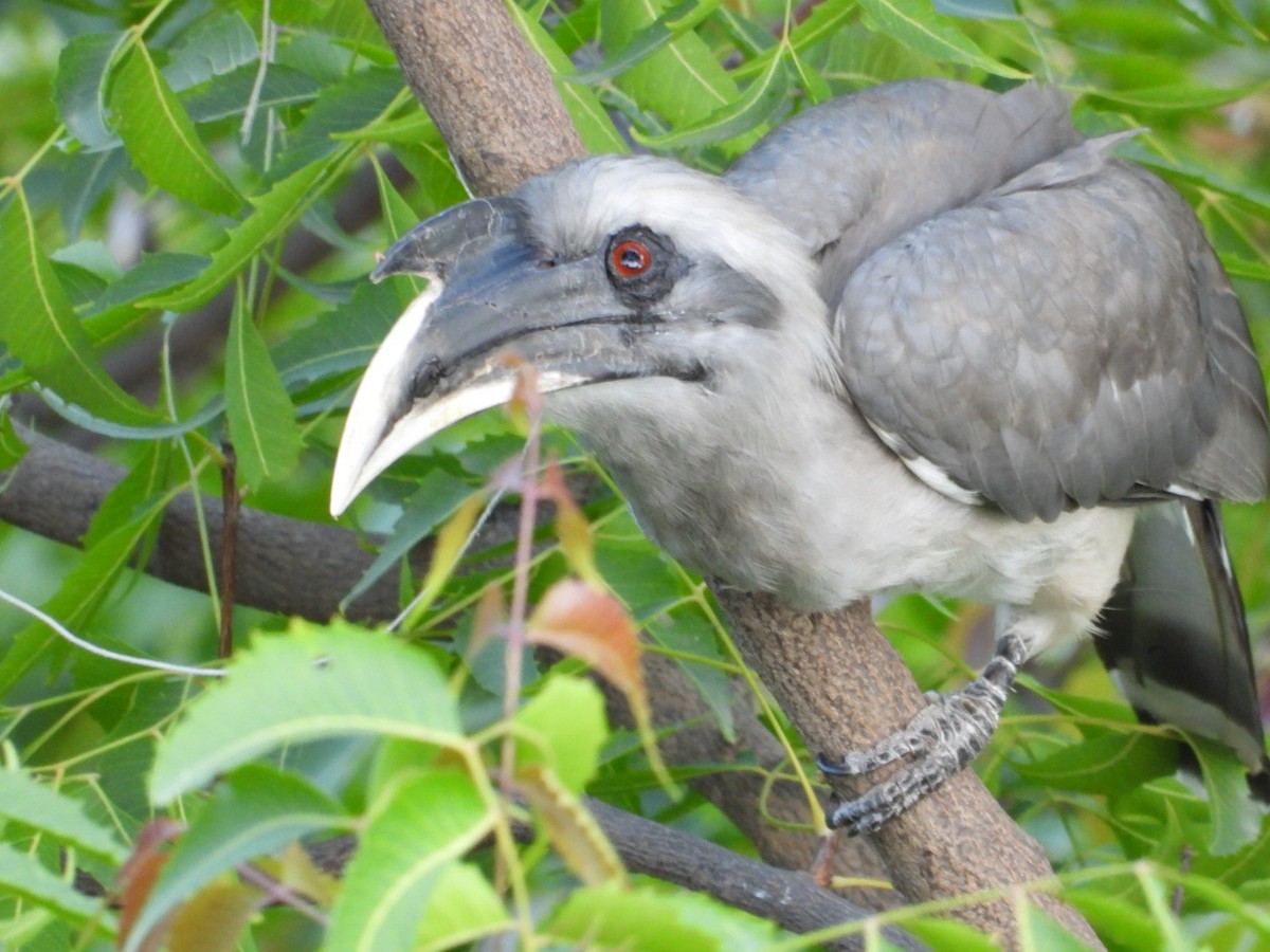 Indian Gray Hornbill - ML638220551