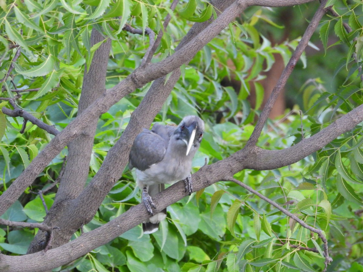 Indian Gray Hornbill - ML638220557