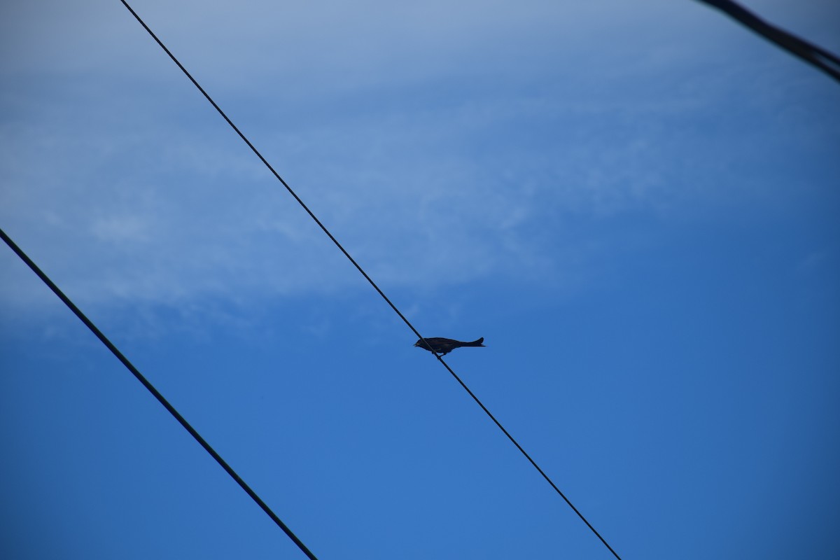 Black Drongo - ML638220560
