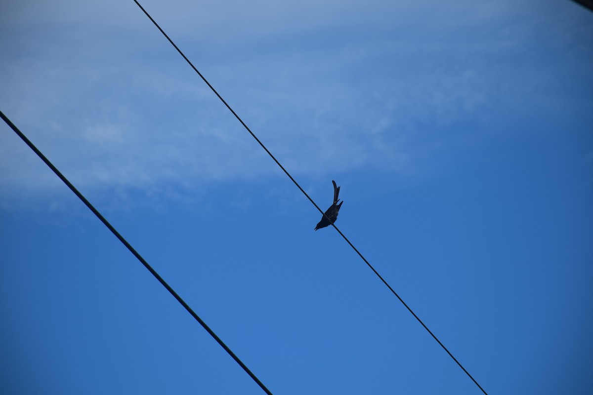 Black Drongo - ML638220561