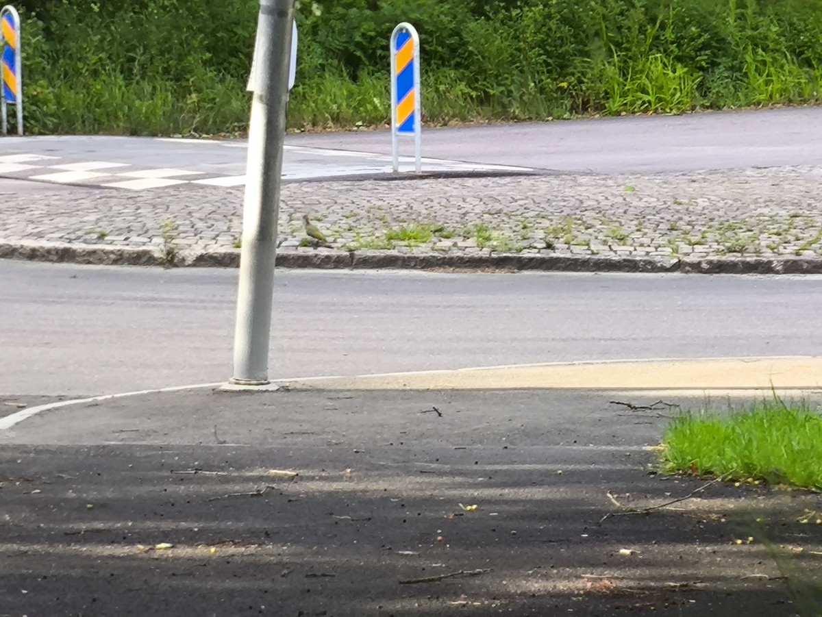 Eurasian Green Woodpecker - ML638220570