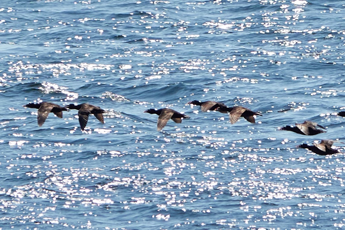 Surf Scoter - ML638220586