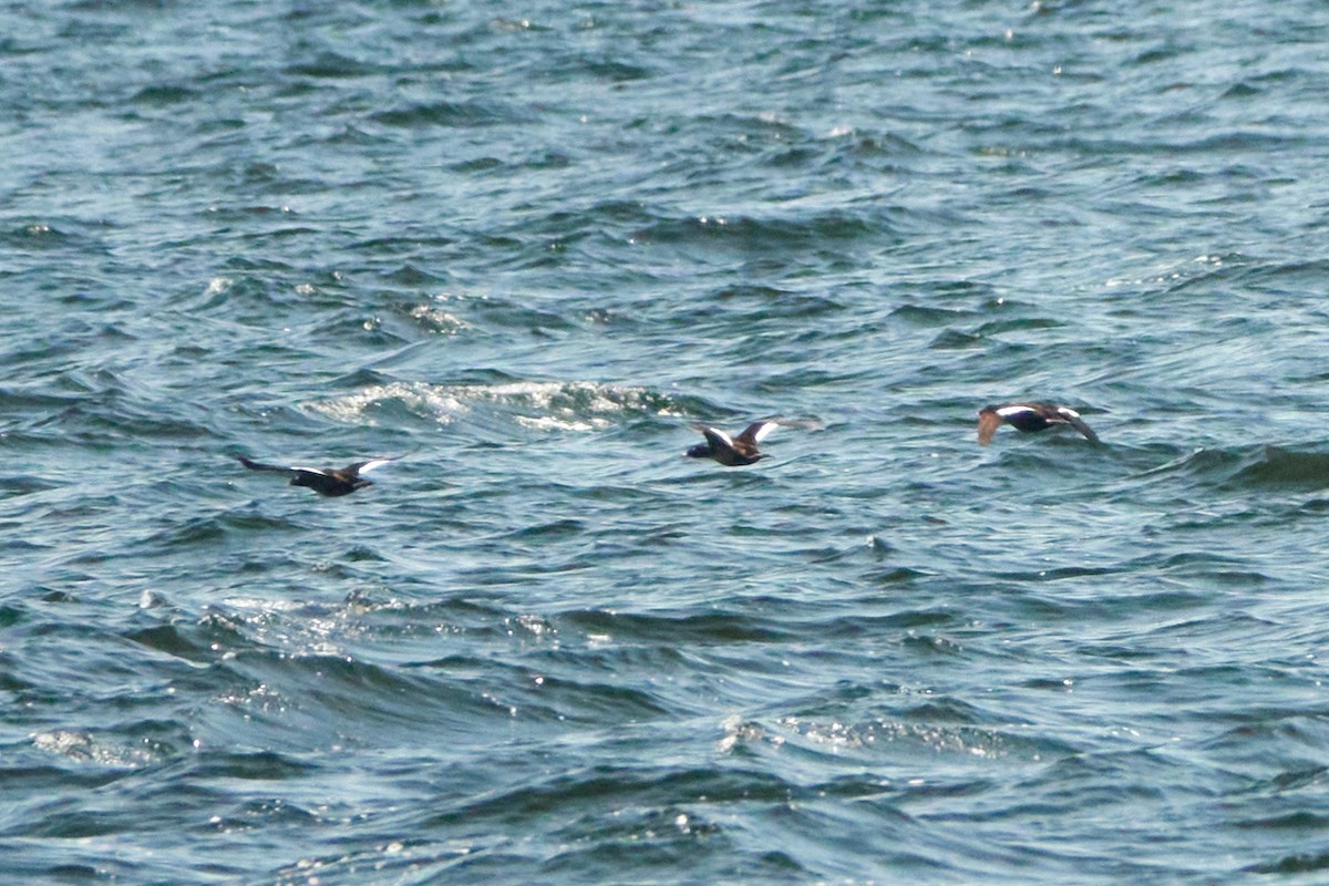 White-winged Scoter - ML638220589