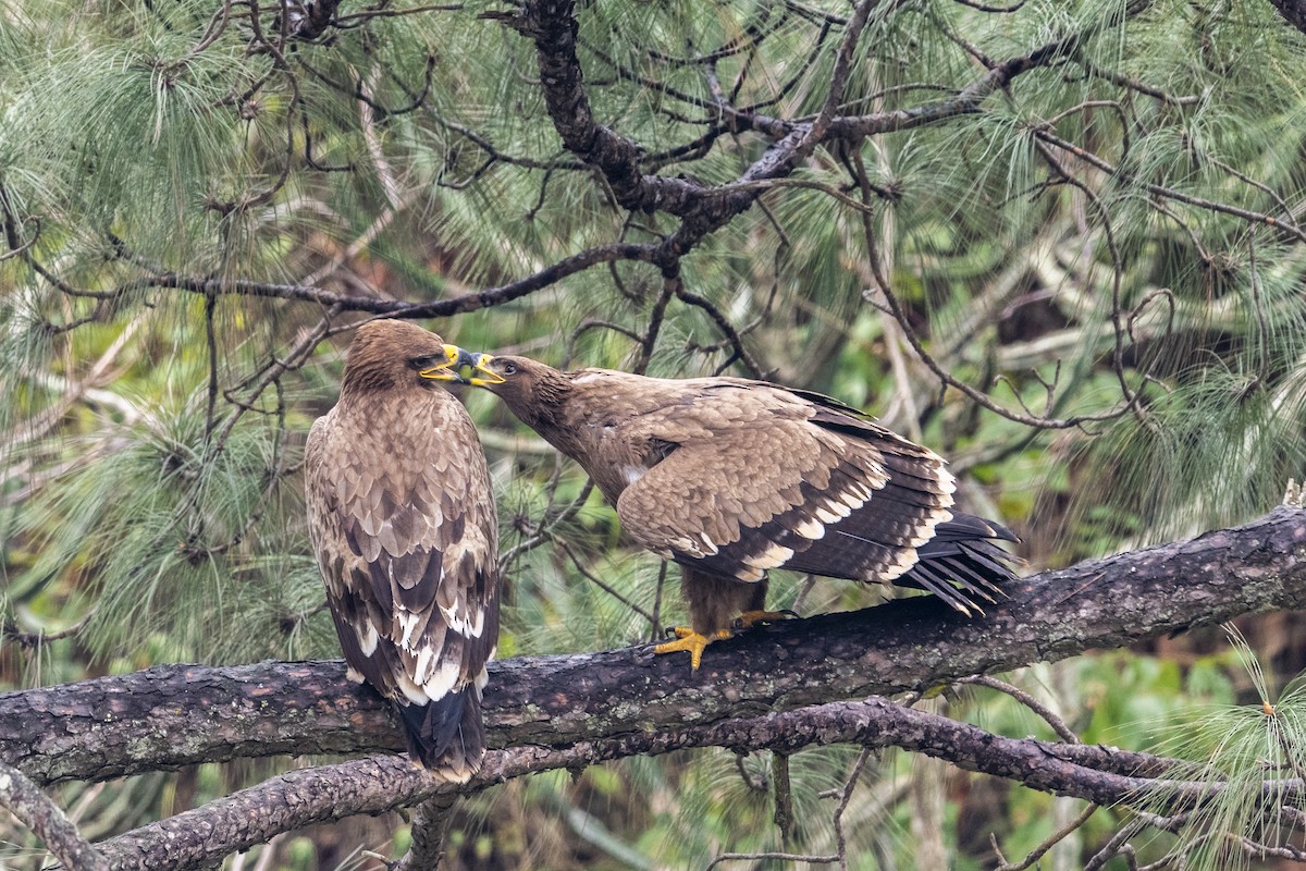 Aquila delle steppe - ML638220593