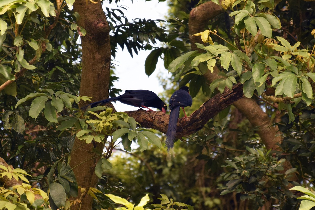 Taiwan Blue-Magpie - ML638220595