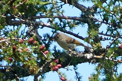 Ruby-crowned Kinglet - ML638220623