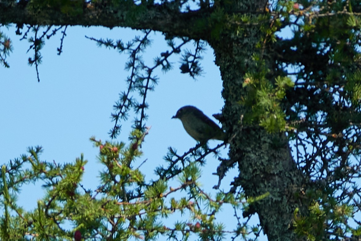 Ruby-crowned Kinglet - ML638220625