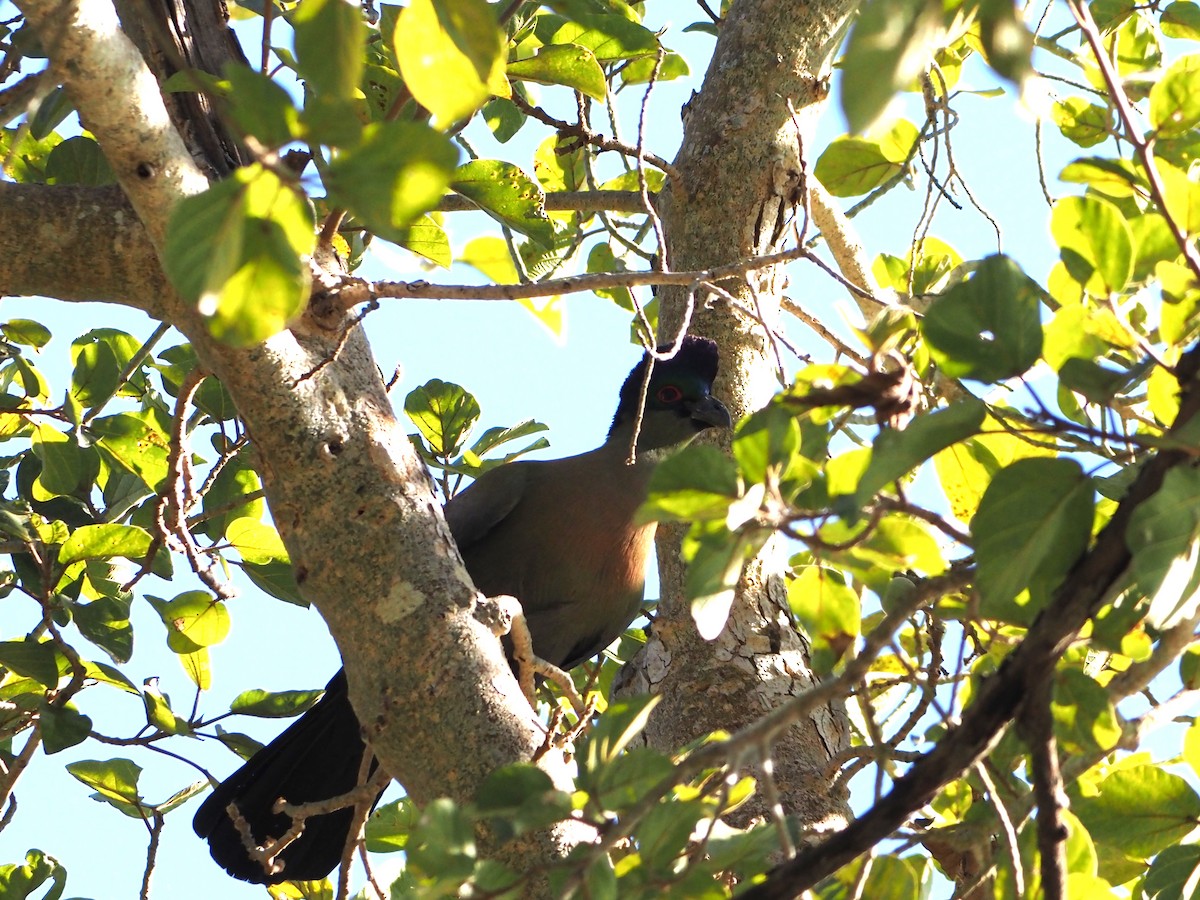 Purple-crested Turaco - ML638220626