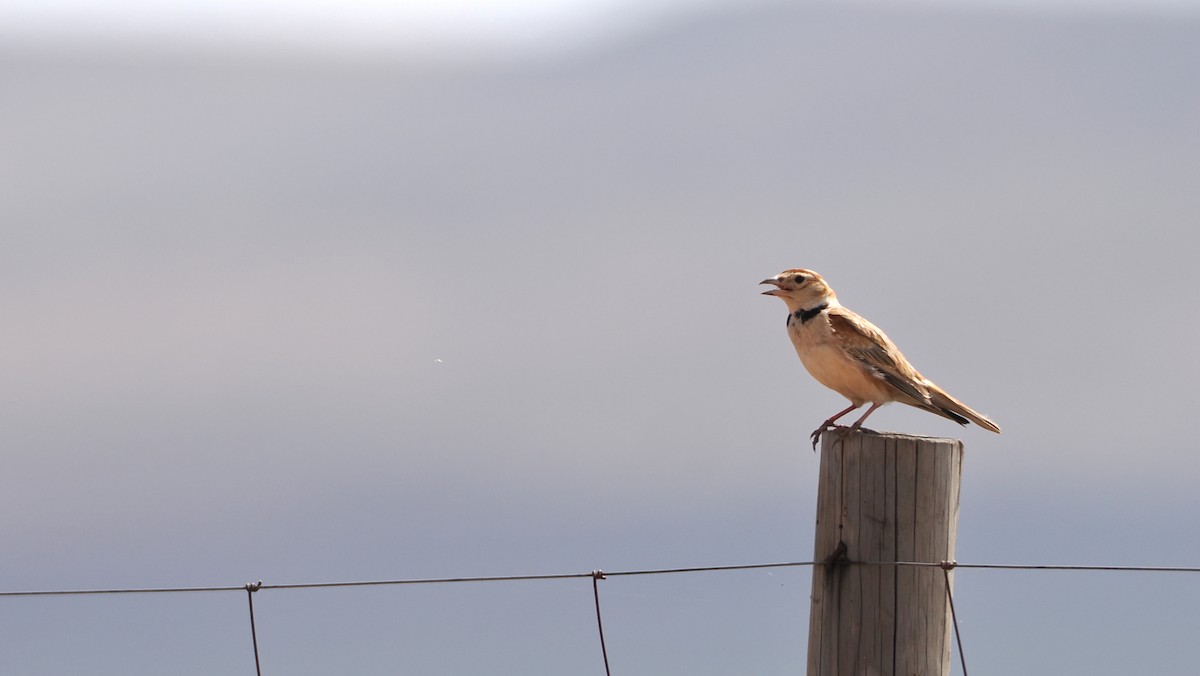 Mongolian Lark - ML638220640