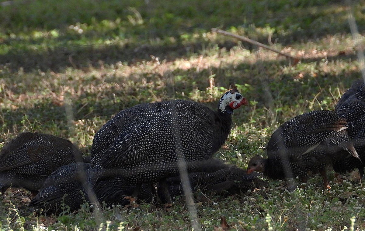 Helmeted Guineafowl (Domestic type) - ML638220641