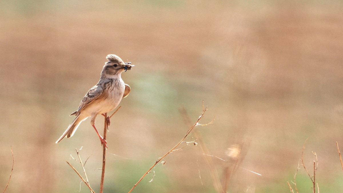 Asian Short-toed Lark - ML638220642