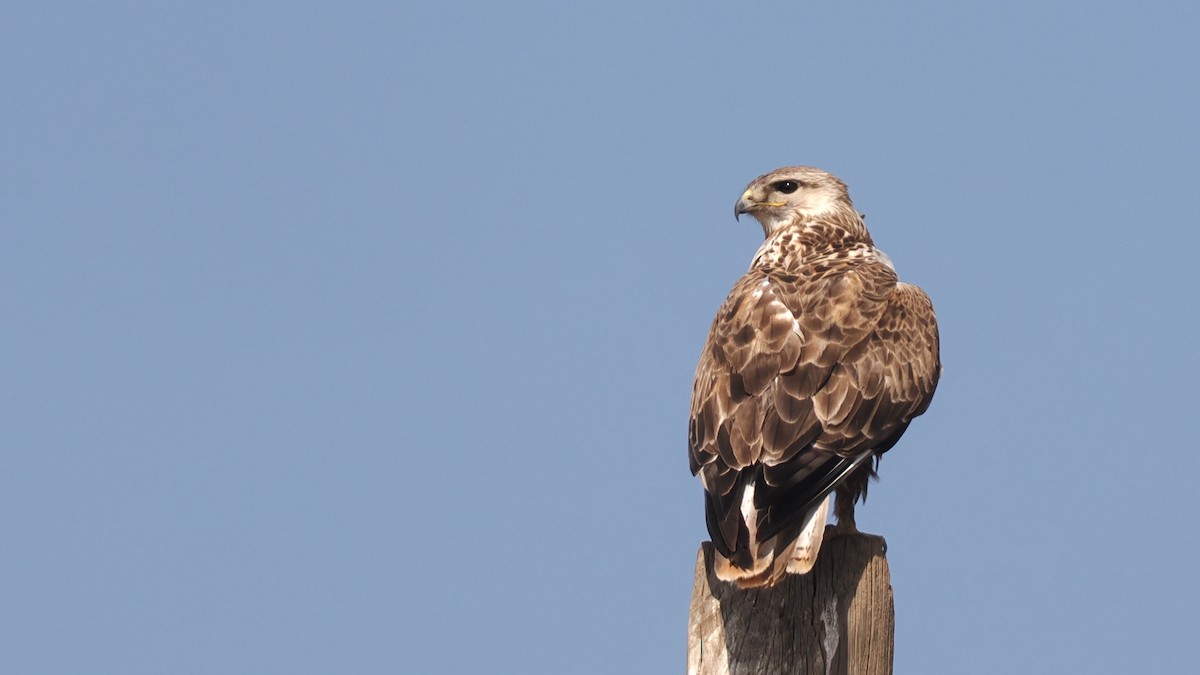 Upland Buzzard - ML638220643
