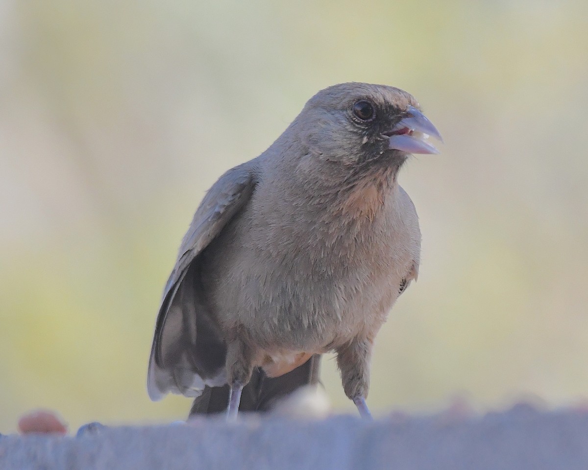 Abert's Towhee - ML638220650